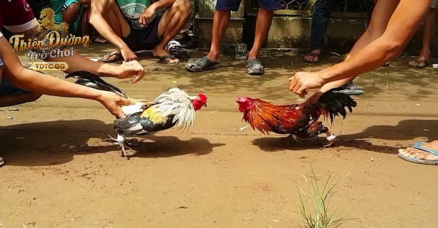 Chiến kê được lựa chọn khắc khe