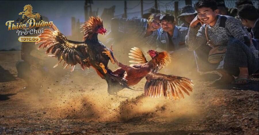 Khái quát đặc điểm cơ bản về đá gà trực tuyến